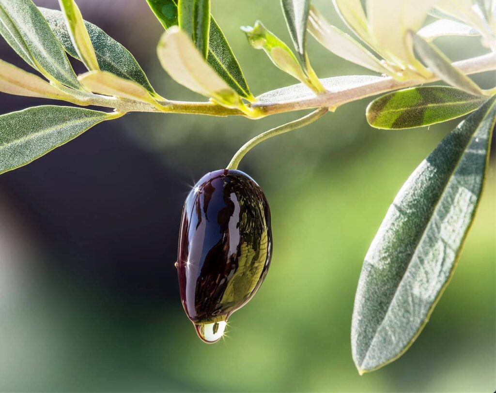 Σε φυσιολογικά επίπεδα επιστρέφει η παγκόσμια παραγωγή ελαιολάδου – Ποιες είναι οι εκτιμήσεις